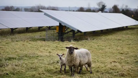 Generic image of a ewe and a lamb in a field with solar panels shown behind,