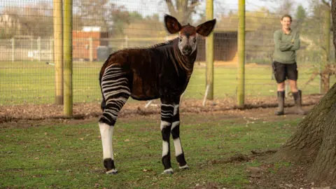 A baby okapi stands in a grassy field, with a zookeeper looking on. An okapi has four black and white striped legs like a zebra, a brown body, white head, large brown ears and a prominent snout.