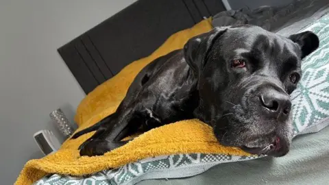 James Strauch  Bruno the dog laying on a yellow towel on a bed. 