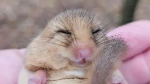 Essex Wildlife Trust A sleeping dormouse in the palm of a person's hand
