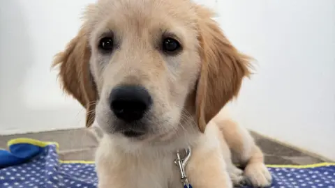 A golden coloured Labrador laid on a spotty blue and white blanket.
