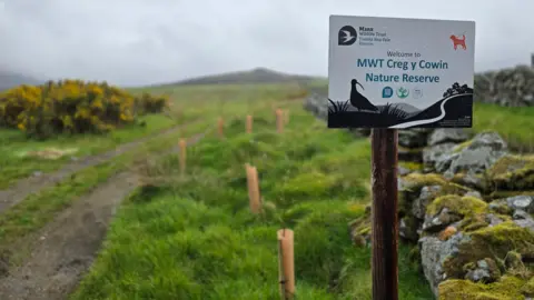 There are a number of plastic tubes holding young trees in a grassy field with a gorse bush to the left and in the distance the peak of a hill. In the foreground on the right is a post with a Manx Wildlife Trust sign reading: "MWT Creg y Cowin Nature Reserve", with a mossy stone wall to the right. The skies are grey and cloudy.