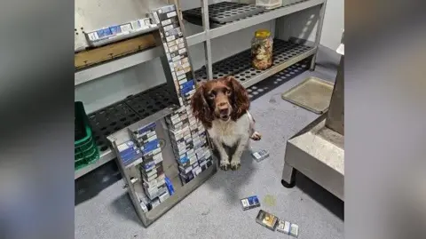 Northumbria Police A brown-and-white police dog sitting next to a stack of illegal cigarettes in what looks like an industrial kitchen unit.