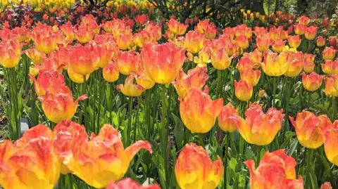 Tina Sauders Flowers at Pashley Manor Gardens 