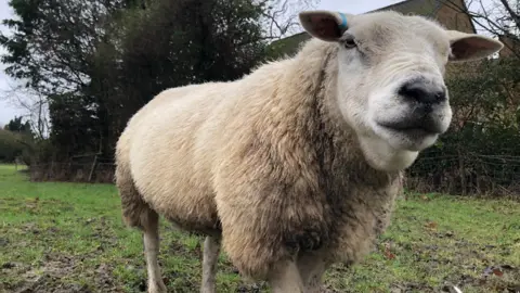 BBC Weather Watchers/SunshineDan A white sheep looks close into the camera. The sheep has a thin blue band around the top of its right ear. It stands in a grassy field with some patches of mud and with some trees behind it.