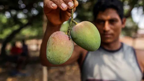 A worker holds two mangoes
