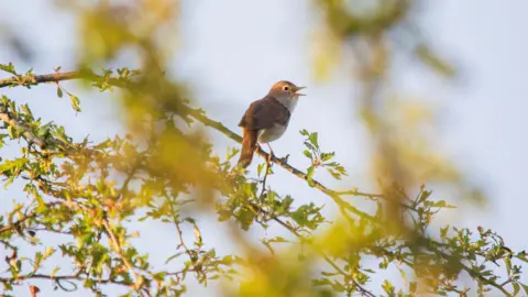 Holly Wilkinson A nightingale with its beak open while perched on a tree branch. It has a predominantly brown coat with a few grey areas. The branch it is perched on has green leaves.