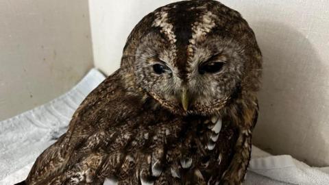 Owl in Whitby wildlife sanctuary
