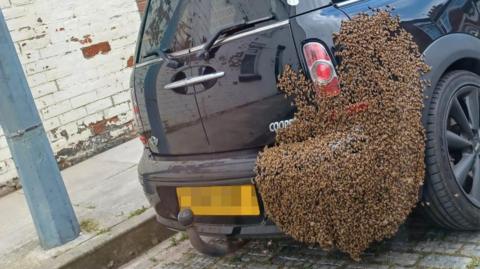 The swarm of bees on the back of a Mini Cooper