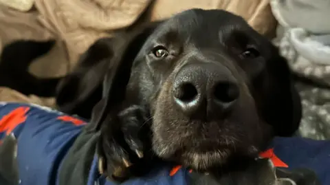 Raystede Elder, a black Labrador, lying on some cushions