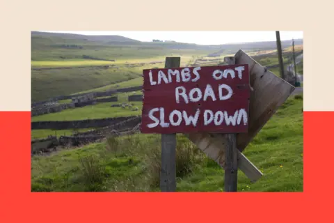 Corbis via Getty Images A sign which says 'LAMBS ONT ROAD SLOW DOWN' in the Yorkshire Dales