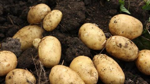 A photo of potatoes