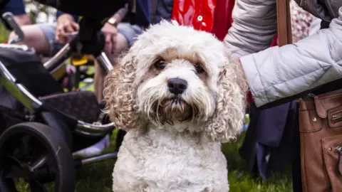 Digbeth Dining Club A close up of a small white poodle-cross dog outside at a dining club event with a pushchair in the background.