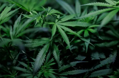 Close-up shot of dark green cannabis plants with palm shaped leaves.