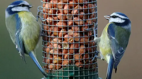 PA Media Two blue tits perched on a bird feeder in the middle of the photo.