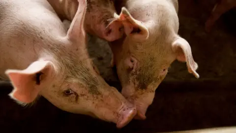 BBC/ LULU LUO Divas cūkas ar snuķiem pieskaras, skatoties uz kameru.
