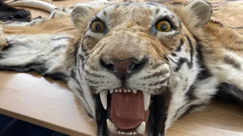 A tiger skin rug which is used by police to educate people about the impact of wildlife crime on endangered species