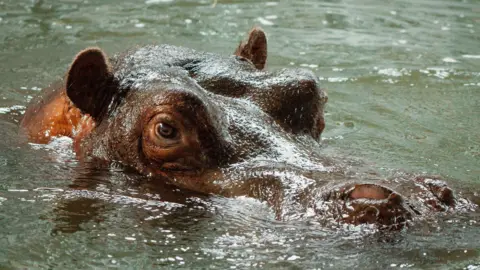 Longleat A close-up image showing a hippo swimming through water, with its eyes and nose poking above the surface.