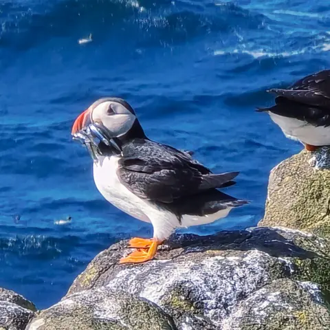 JANE REID A puffin, with a mouthful of fish, perched on a large, mossy rock by the water. The puffin is mainly black with a white belly and face. It has orange feet and an orange bill in which it is carrying a number of silver eels.