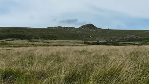 The image shows a moorland landscape. A large amount of yellowy-green grass is visible in the fore- and midground, a rocky tor and higher ground is visible in the background, under a blue sky.