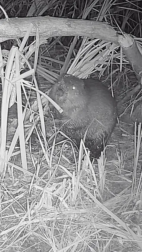 Black and white image of a beaver under a chewed up log.