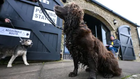 Getty Images A picture from the 2024 general election of a dog at a polling station marked with signs - the dog in question is brown, possibly a spaniel of some sort, and is wet, like it's been playing in a river. In the background another dog, a beagle, appears to be exiting the polling station.