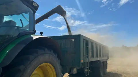 Nicola Haseler/BBC A close-up of a tractor and behind it grain pouring into the trailer it is pulling