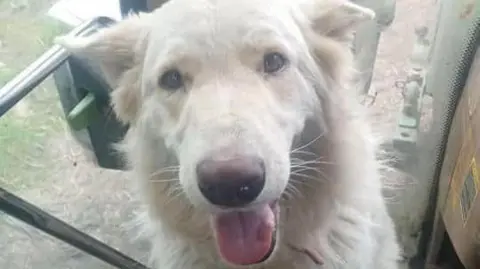 Tina Kazmi A white German shepherd dog with its pink tongue hanging out of its mouth