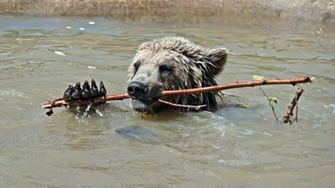Wildwood Trust A bear's head and one paw is seen over a body of water as it chews on a stick