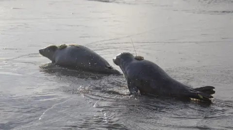 Two seal pups with a GPS device attached to their backs, which is box shaped and has a thin antenna sticking out the top. 