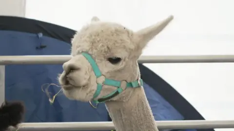 The image shows a close-up of a light-coloured alpaca wearing a turquoise halter, standing inside a fenced enclosure. A small piece of hay is visible in the alpaca’s mouth, with a tent and metal railings in the background suggesting an indoor livestock or agricultural event.