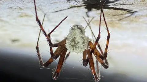 A spider upside down on a ceiling.
The spider's shadow is above it on a white background.
The spider is brown and black with spindly long legs and a white fluffy face. 