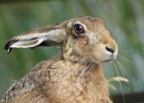 Pete Bicheno A close up of a hare, looking off to the right 
