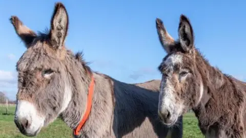 The Donkey Sanctuary Two donkeys in a green, grassy field; one is brown with white spots and the other is grey with some brown patches and an orange collar. Both are facing the camera at a sideways angle.