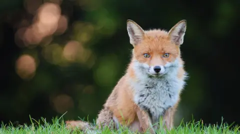 Close up of orange fox stood in green grass, with bushes in the background.