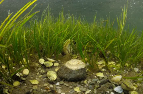 PA/NatureScot A shallow water seagrass (Zostera marina) bed with bivalve shells and native oysters (Ostrea edulis) in Loch Sween