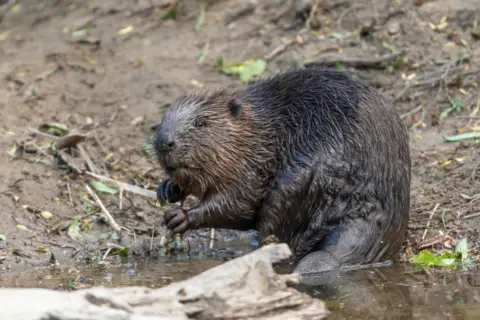 Beaver mempercayai berang -berang liar di sungai Tay di Skotlandia. Berdiri di atas lututnya di dalam air sungai tepat di samping tepi sungai.