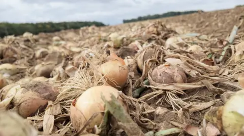 Onions in an agricultural field ready to be harvested. 