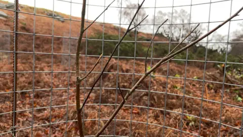 A tree sapling at the Longshaw Estate in Derbyshire