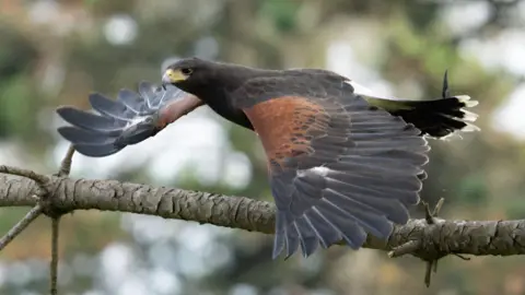 Jesse Wilkinson/Candida Meyrick Bird in flight over a tree branch, the tips of her tail feathers are white. Her yellow based black beak is hooked, ideally suited for tearing flesh