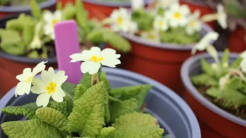 Red and grey pot plants of white primrose flowers, with yellow centres, and bright green leaves, lined up on a nursery shelf. 