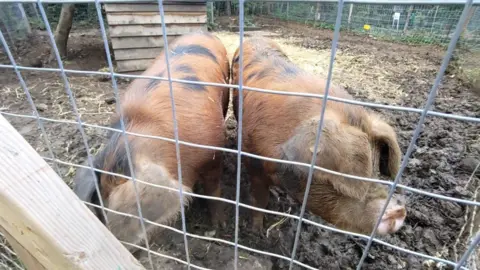 Oxford City Farm Two large brown pigs are stood behind a metal fence. They have black spots and pale pink noses.