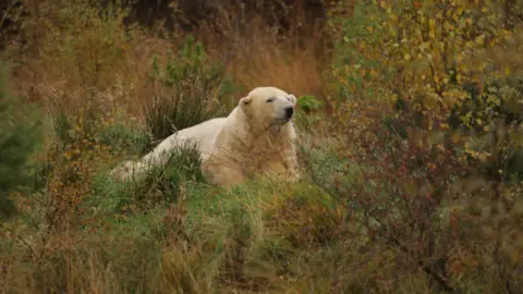 RZSS Victoria is lying down in her enclosure. It is late spring or summer and the grass is long and green and there are leaves on shrubs around her.