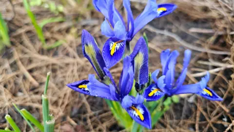 Weather Watchers / Figaro Close up of dwarf irises, with blue petals patterned with yellow and white.