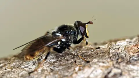 A close-up picture of a hoverfly sitting on the bark of a tree.