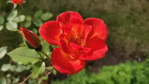 Georgeta A red flower with several petals that are yellow in the centre but turn red towards the outer edges with a closed bud next to it