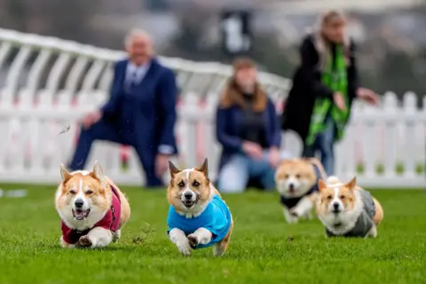 PA Media Four corgis running towards the camera on a green - the two front runners are so fast that grass is flying up into the air from beneath their feet