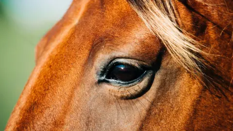 A close-up of a tan-coloured horse's mane.