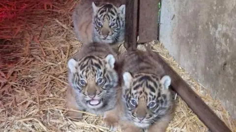 Three tiger cubs sleeping on hay inside an enclosure.