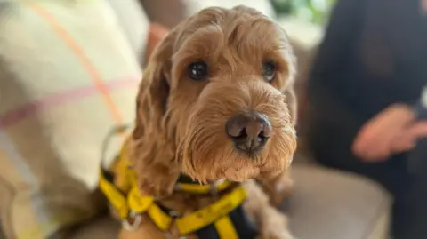 Golden cockapoo Teddy lying down on a sofa with his head up. He is wearing a yellow and black harness. 